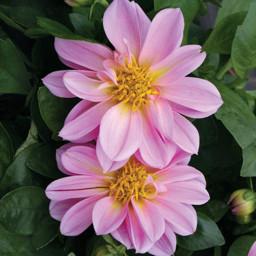 Dalina® Midi Malaysia - Dahlia hybrid