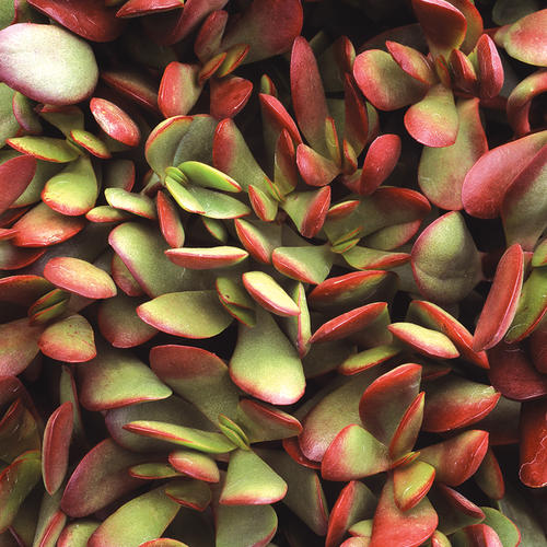 Large Red Carpet Stonecrop - Crassula radicans