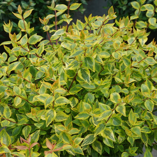 Brilliantina™ - Abelia x grandiflora