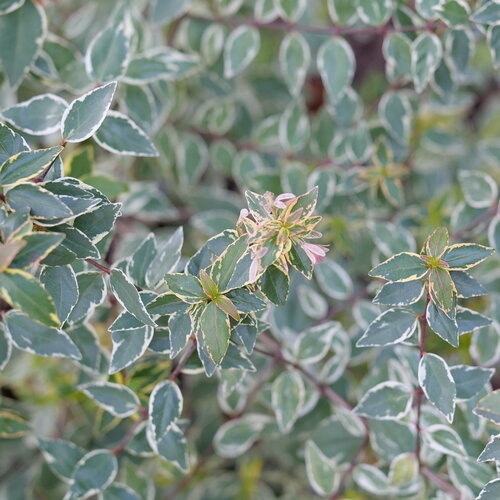 Mucho Gusto™ - Abelia x grandiflora