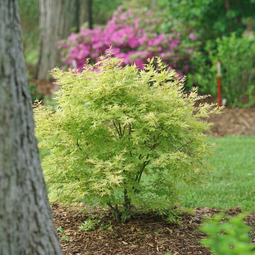 Metamorphosa® - Japanese Maple - Acer palmatum