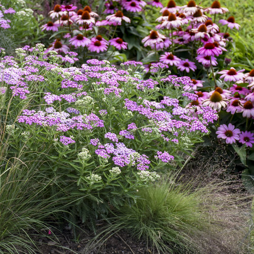 'Firefly Amethyst' - Yarrow - Achillea hybrid