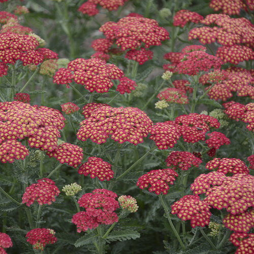 'Firefly Red Pop' - Yarrow - Achillea hybrid