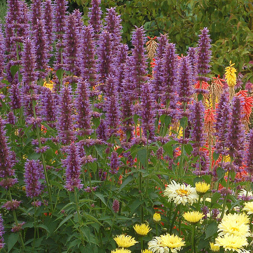 'Blue Boa' - Hummingbird mint - Agastache hybrid