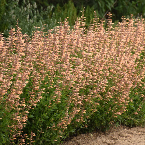 Meant to Bee™ Queen Nectarine - Anise Hyssop - Agastache hybrid