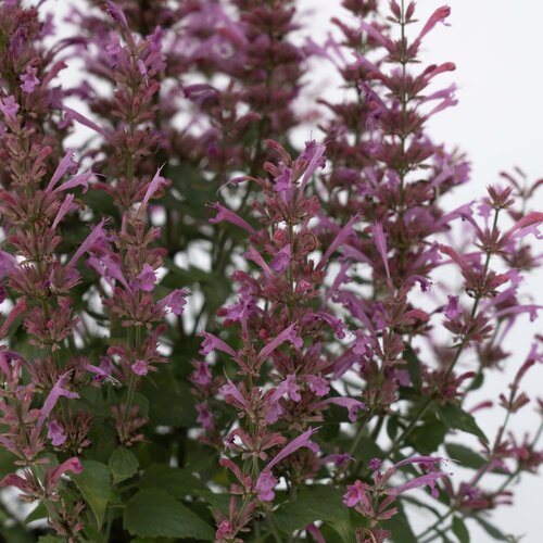 Close-up: Summerlong™ Lilac - Mexican Giant Hyssop