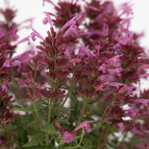 Close-up: Summerlong™ Magenta - Mexican Giant Hyssop