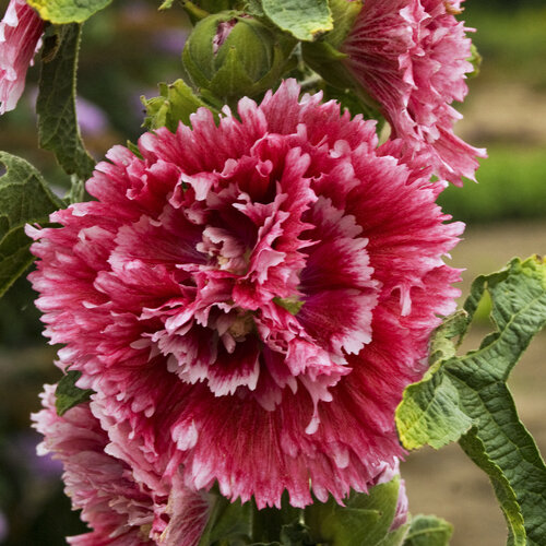 'Fiesta Time' - Hollyhock - Alcea rosea