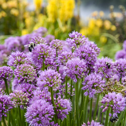 Close-up: Allium All the Buzz Ornamental Onion