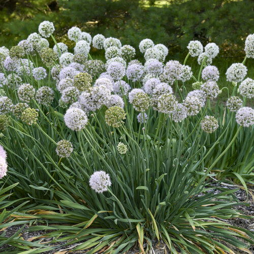 'Bobblehead' - Ornamental Onion - Allium hybrid