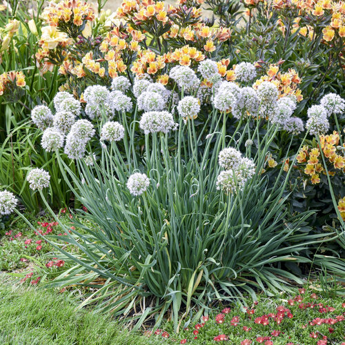 'Bobblehead' - Ornamental Onion - Allium hybrid