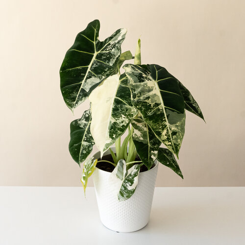 Mythic® Velvet Radiance™ - Jewel Alocasia - Alocasia baginda