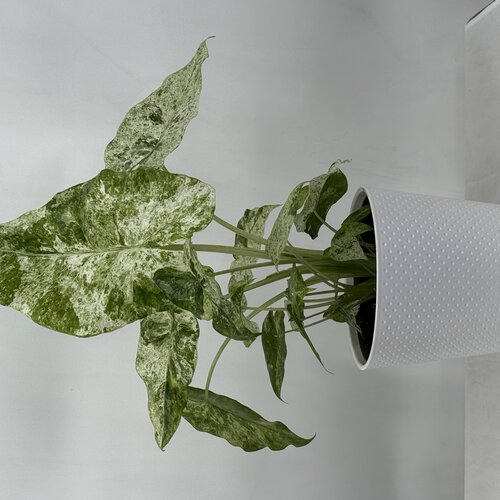 Mythic® Phoebus™ - Alocasia x