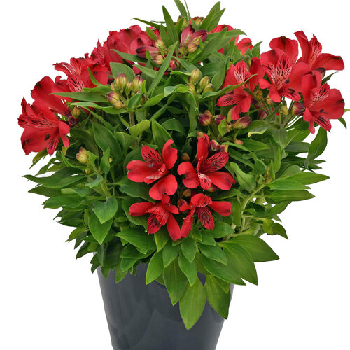 Inca Lolly® - Peruvian Lily - Alstroemeria hybrid