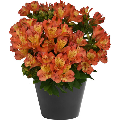 Inca Safari™ - Peruvian Lily - Alstroemeria hybrid