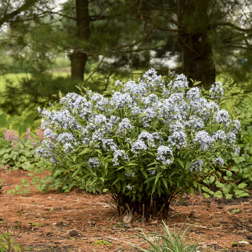 storm-cloud-bluestar-amsonia-tabernaemontana-proven-winners