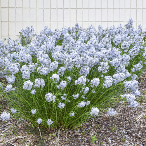 Landscape: Amsonia String Theory Bluestar