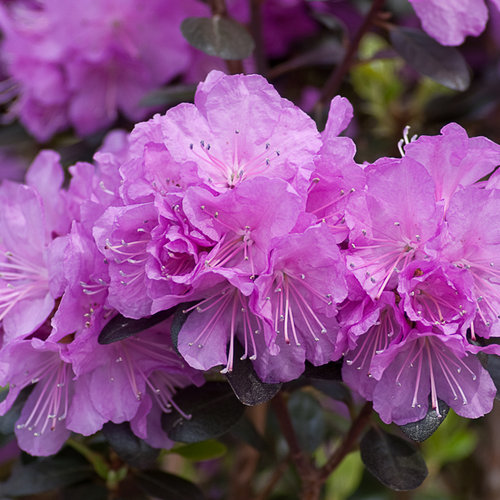 'Amy Cotta' - Rhododendron x