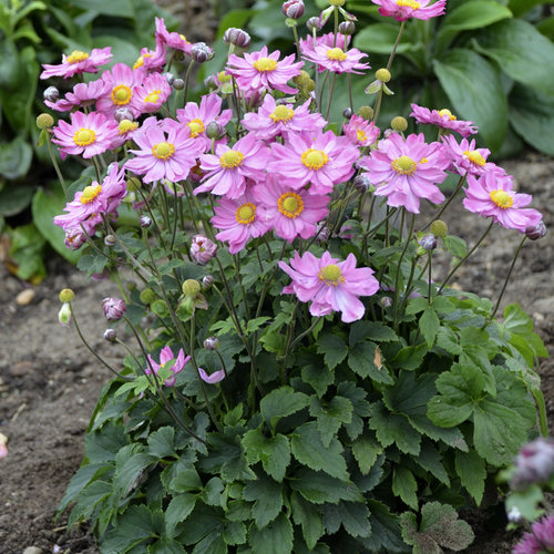 'Curtain Call Pink' - Japanese Anemone - Anemone hybrid