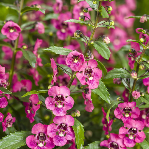 Angelface® Perfectly Pink - Summer Snapdragon - Angelonia hybrid