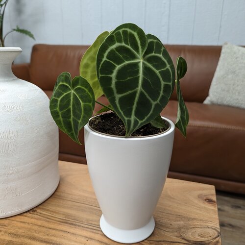 Arching Amour™ Follow Your Heart™ - Anthurium brownii