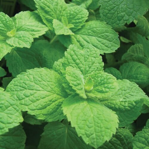 Appletini™ - Mint - Mentha suaveolens
