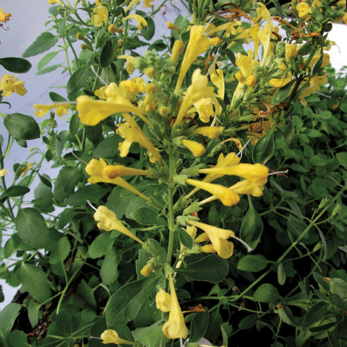 Arizona Sun - Hyssop - Agastache hybrid