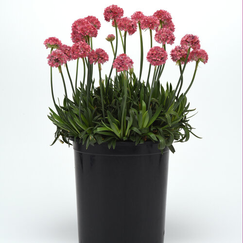 Dreameria® Dreamland - Thrift, Sea Pinks - Armeria pseudarmeria