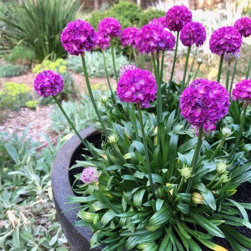 Beauty Shot: Dreameria® Vivid Dreams - Thrift, Sea Pinks