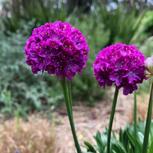 Dreameria® Vivid Dreams - Thrift, Sea Pinks - Armeria pseudarmeria