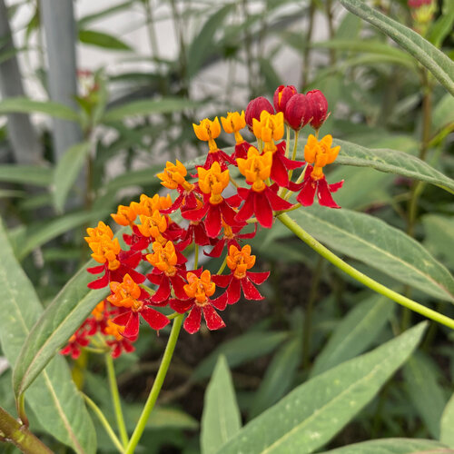 Red - Tropical Milkweed - Asclepias curassavica