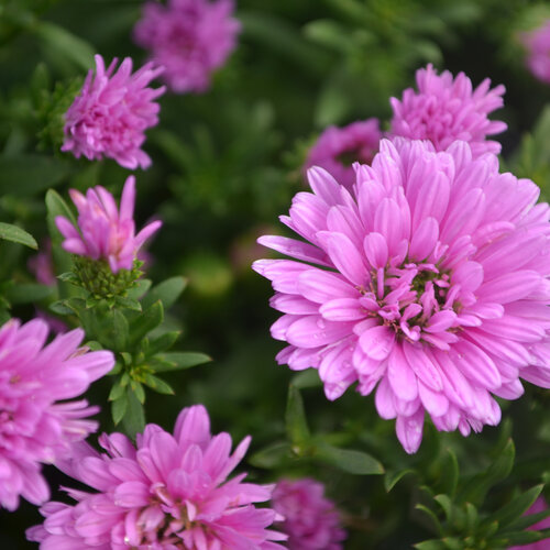 Henry™ III Pink - Aster novi-belgii