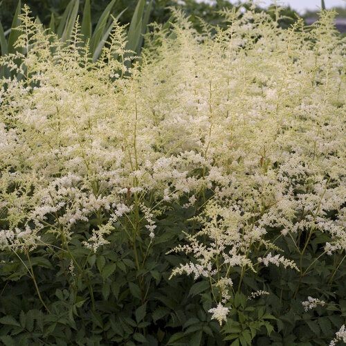 'Bridal Veil' - Hybrid Astilbe, False Spirea - Astilbe japonica