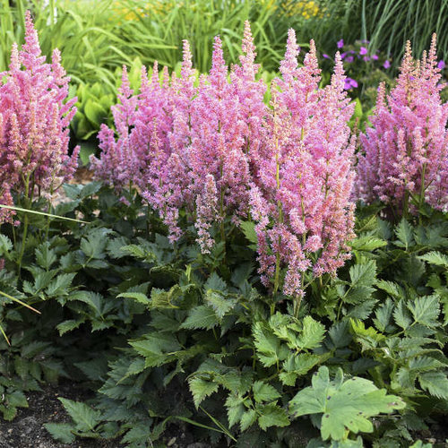 'Little Vision in Pink' - Chinese Astilbe - Astilbe chinensis