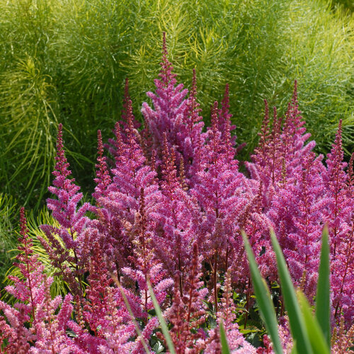 'Maggie Daley' - Chinese Astilbe - Astilbe chinensis