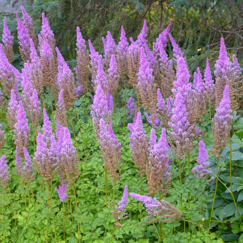 'Purple Candles' - Chinese Astilbe  - Astilbe chinensis