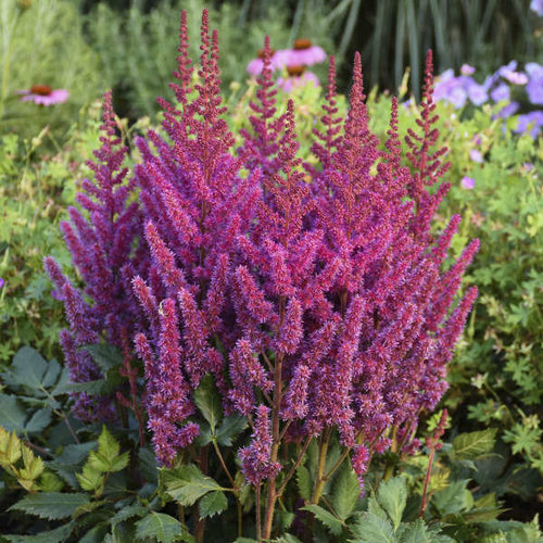 'Visions' - Chinese Astilbe - Astilbe chinensis