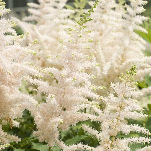 'Milk and Honey' - Chinese Astilbe - Astilbe chinensis