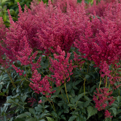 Montgomery - Japanese Astilbe - Astilbe hybrid