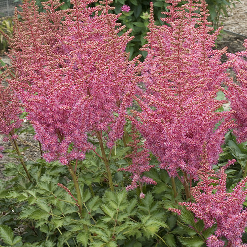 'Rise and Shine' Astilbe hybrid Proven Winners