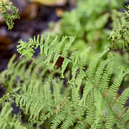 'Fronds Forever' - Lady Fern - Athyrium filix-femina