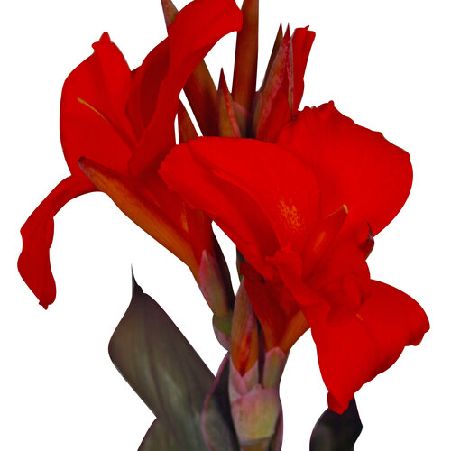 Atlantic Beauty - Canna Lily - Canna cana