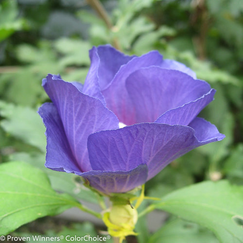 azurri_blue_satin_hibiscus-3.jpg