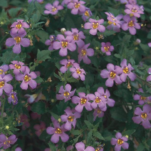 Betty® Deep Blue - Bacopa - Sutera hybrid