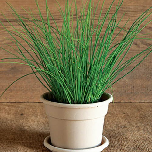 Baked Potato - Chives - Allium schoenoprasum