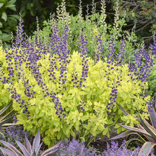 'Golden Anniversary' - False Indigo - Baptisia hybrid