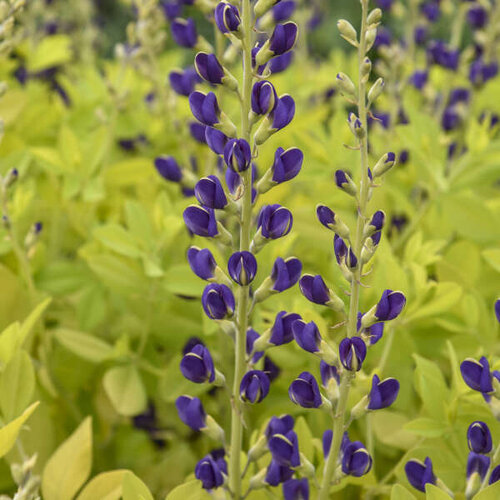 Close-up: 'Golden Anniversary' - False Indigo - Baptisia