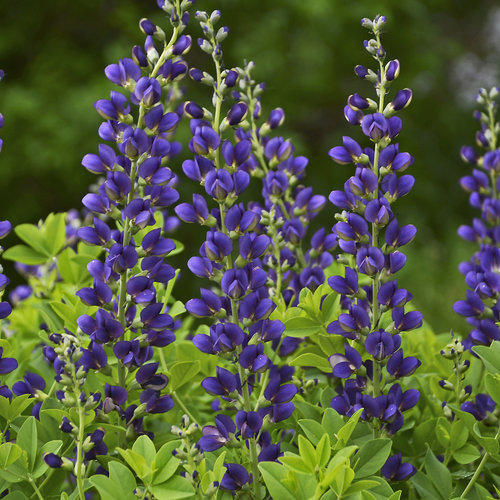 baptisia_sparkling_sapphires_cjw16_1.jpg