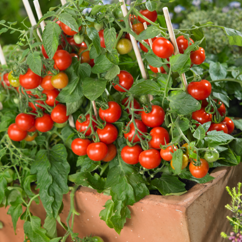 Basket Bounty™ Red - Dwarf Tomato - Solanum lycopersicum