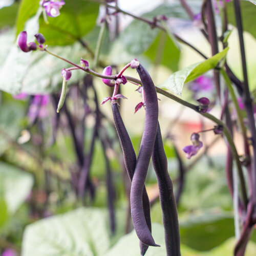 Majesty - Purple Pole Bean - Phaseolus vulgaris
